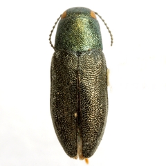 Phaenops aeneola