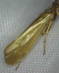 Limnephilus auricula