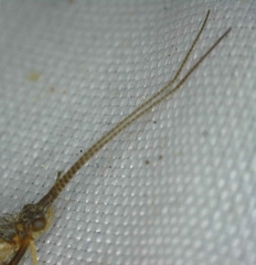 Limnephilus auricula