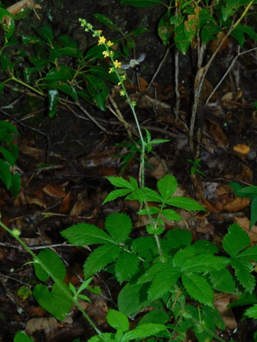 Common agrimony (Agrimonia gryposepala)