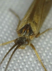 Limnephilus auricula