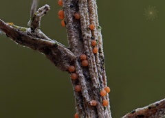 Xanthonectria pseudopeziza