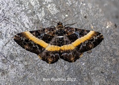 Harutalcis vialis