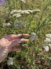 Achillea nobilis