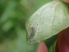 Calybites phasianipennella