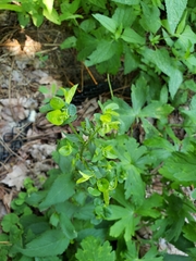 Euphorbia stricta