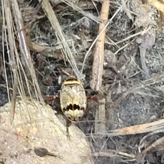 Thermonectus nigrofasciatus nigrofasciatus