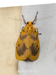 Miltochrista undulata