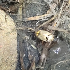 Thermonectus nigrofasciatus nigrofasciatus