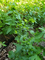 Euphorbia stricta