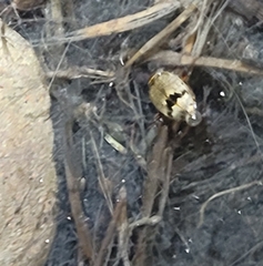 Thermonectus nigrofasciatus nigrofasciatus