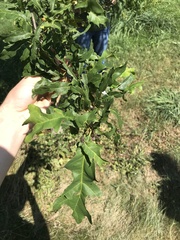 Quercus × comptoniae