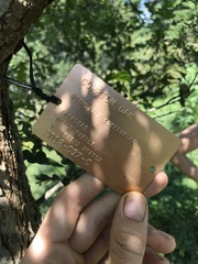 Quercus × comptoniae