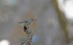 Sitta whiteheadi
