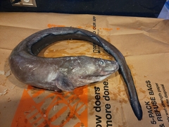 Conger oceanicus