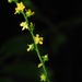 Tall Hairy Agrimony - Photo (c) Michael J. Papay, some rights reserved (CC BY), uploaded by Michael J. Papay