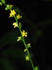 Tall Hairy Agrimony - Photo (c) Michael J. Papay, some rights reserved (CC BY), uploaded by Michael J. Papay