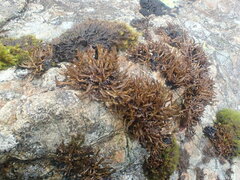 Cornicularia normoerica