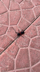 Purpuricenus kaehleri