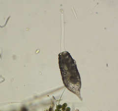 Cylindrifflugia acuminata