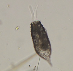 Cylindrifflugia acuminata