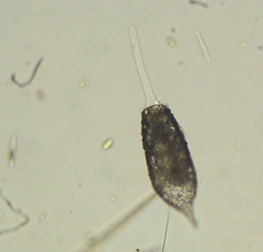 Cylindrifflugia acuminata