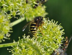 Dolichovespula norwegica