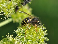 Dolichovespula norwegica