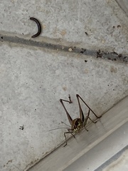 Eupholidoptera smyrnensis