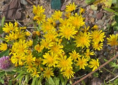 Crepis nigrescens