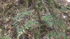 Asplenium buettneri