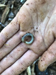 Aporrectodea smaragdina