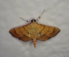 Orphanostigma haemorrhoidalis