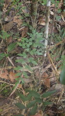 Asplenium buettneri