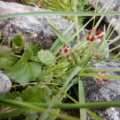 Micranthes porsildiana