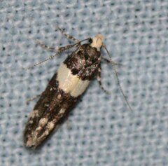 Recurvaria leucatella