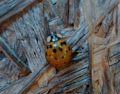 Harmonia axyridis