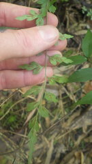 Asplenium buettneri