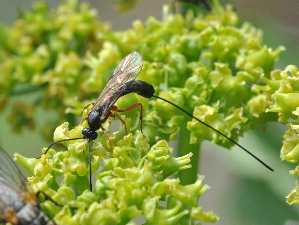 Glypta bifoveolata