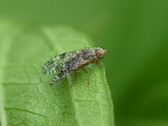 Tephritis vespertina