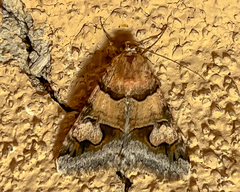 Drasteria pallescens