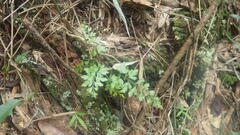 Asplenium buettneri