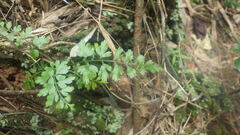 Asplenium buettneri