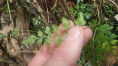 Asplenium buettneri