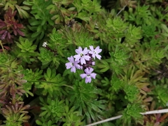 Glandularia microphylla