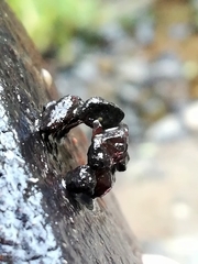 Glossosoma