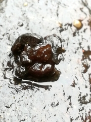 Glossosoma