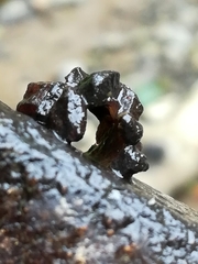 Glossosoma