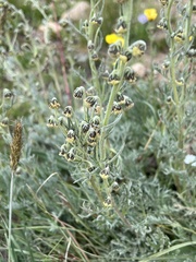 Artemisia norvegica
