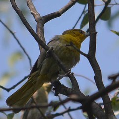 Icterus bullockii